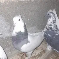 پوللازم|پرنده|بروجن, |دیوار