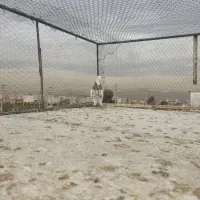 کفتر یا کبوتر|پرنده|شیراز, شهرک گلستان|دیوار