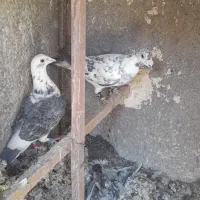 کبوتر فروشی|پرنده|تربت‌حیدریه, پائین ولایت|دیوار