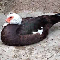 اردک ااسراییلی مولد ماده سنگین وزن تخمگذار