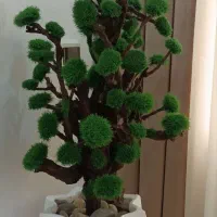 درخچه جاودان بسیار زیبا