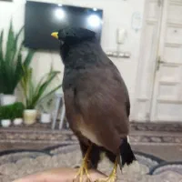 پرنده مرغ مینا