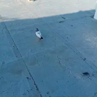 کفتر|پرنده|میناب, |دیوار