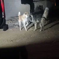 سگ گله|سگ|چهاربرج, |دیوار