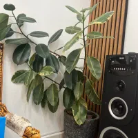 گل فیکوس سه شاخه یک متروهشتاد