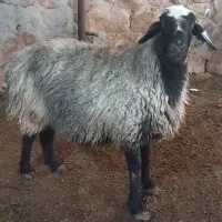 ۲راس سالار میش آبستن ترکی روزگاری|حیوانات مزرعه|شیراز, حافظیه|دیوار