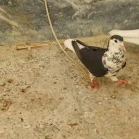 کبوتر ریش ساده|پرنده|چابهار, |دیوار