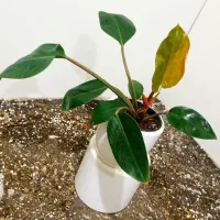 گل و گلدون /تاپر چوبی