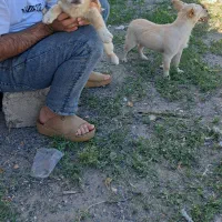 توله پا کوتاه