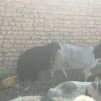 4 راس بز|حیوانات مزرعه|زرقان, |دیوار