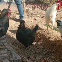 مرغ خروس|حیوانات مزرعه|مشهد, تلگرد|دیوار