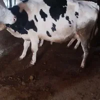 گاو‌دوعدد‌سفید‌‌شکم‌دوم‌7ماه‌ابستن‌سیاه‌25‌روز‌مان