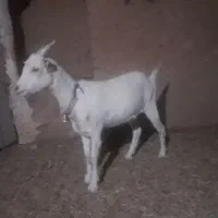 ۲بزغاله ماده سانن از مادر ۳ کیلو شیر