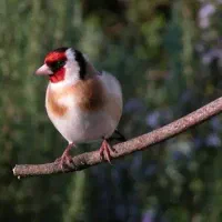 سهره