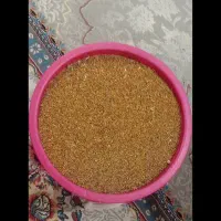 بزر