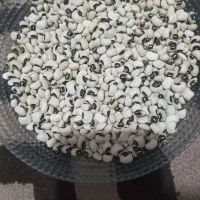 لوبیا چشم بلبلی|خوردنی و آشامیدنی|رشت, شهریاران|دیوار