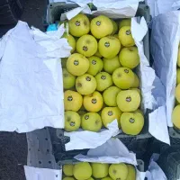 فروش سیب درختی .|عمدهفروشی|قوچان, |دیوار