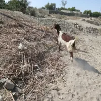 بزسه قلوچهارقلوزا نسل دار|حیوانات مزرعه|تلنگ, |دیوار