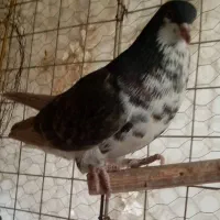 ماده خوشرنگ|پرنده|شاهین‌شهر, شهرک پردیس|دیوار