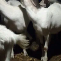 فروش بزسانن 5کیلوشیرضمانتی وتکه کل 60میلیون