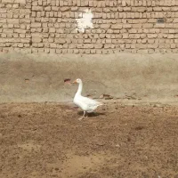 غاز|حیوانات مزرعه|نیشابور, رحیم آباد|دیوار