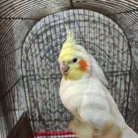 جفت لوتینو جوان با 4عدد جوجه تضمینی