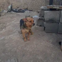 پا کوتاه گوش سیخ از نژاد رود فایر