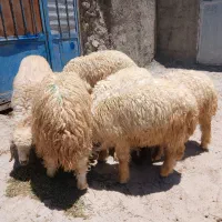 ۶ بره نر شیرمس و یکدست کاور قددار باب پروار