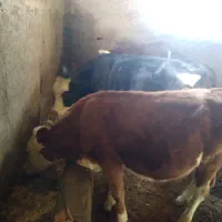 گوساله دو عدد