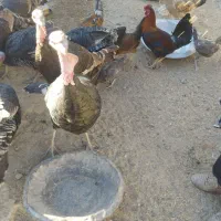 بوقلمون|حیوانات مزرعه|خمک, |دیوار