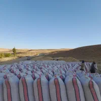 معامله کاه گندم تسویه فوری