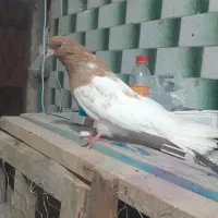 یه جفت کله زرد کشیده