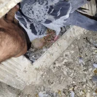 کبوتر پلاکی با ی فنس بزرگ|پرنده|بهبهان, |دیوار