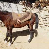 سلام دوستان نوزدین سه سال سر دم گیر شکم خالی