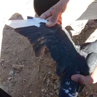 مینا سیاه|پرنده|زاهدان, |دیوار