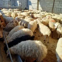 *بدون واسطه/مال کلات *گوسفند زیرقیمت بازار*خونی