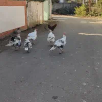 غاز و بوقلمون|حیوانات مزرعه|کلاچای, |دیوار