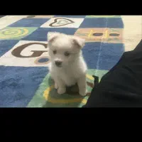 اشپیتز پامر با کبوترم معاوضه میکنم|سگ|سبزوار, قصبه غربی|دیوار