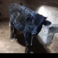 گاو|حیوانات مزرعه|صوفیان, |دیوار