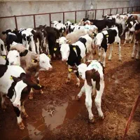 گوساله سمینتال هلشتاین|حیوانات مزرعه|بندر ترکمن, |دیوار