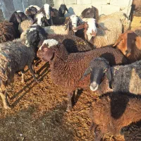 میش وبره|حیوانات مزرعه|کوهسار (البرز), |دیوار