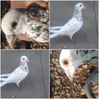 سرور هفت رنگ