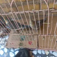 عروس هلندی نر و ماده قیمت دوتا ۱تومن دستی نیست
