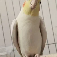 عروس هلندی مولد