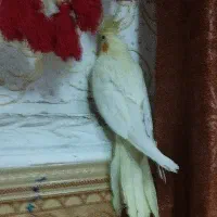 عروس هلندی|پرنده|اهواز, منبع اب|دیوار