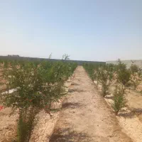 زمین کشاورزی جیلان اباد|فروش دفتر صنعتی، کشاورزی، تجاری|اصفهان, قهاب جنوبی|دیوار