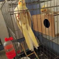 عروس هلندی معاوضه با سیره