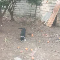 پیتبول ماده چهارونیم ماه|سگ|قائمشهر, |دیوار