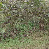 فروش نهال گردو