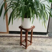 گل پاندانوس همراه گلدان سرامیکی و چهار پایه